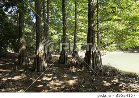 福岡 福岡 39554157