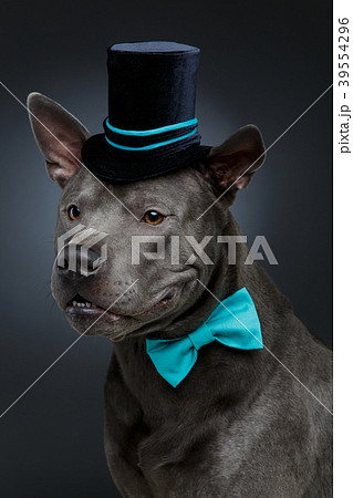 beautiful thai ridgeback dog in high hat and bow 39554296