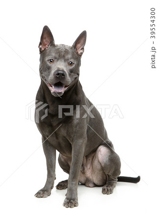beautiful blue thai ridgeback dog beautiful blue thai ridgeback dog 39554300