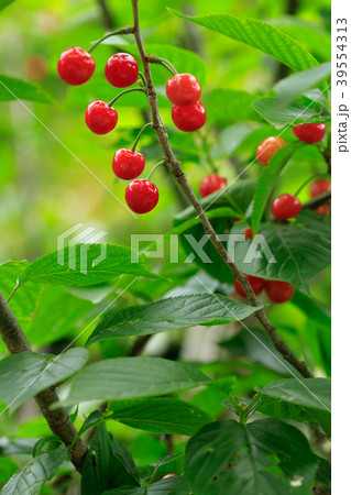 サクランボ 39554313