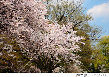砧公園の桜 砧公園の桜 39554744