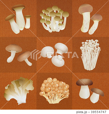 キノコいろいろ_オレンジ 39554747