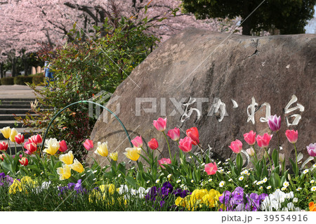 あかね台の桜２ 39554916