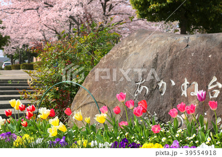 あかね台の桜３ 39554918