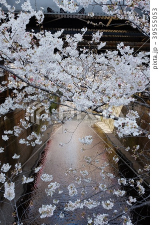 目黒川の桜 39555053