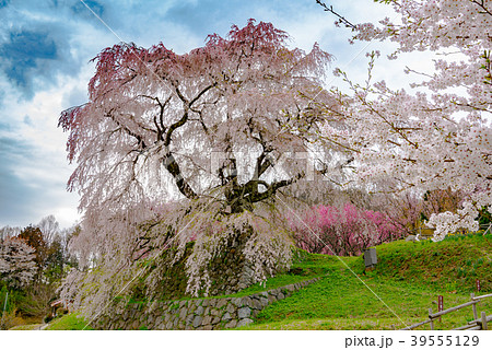 又兵衛桜 39555129