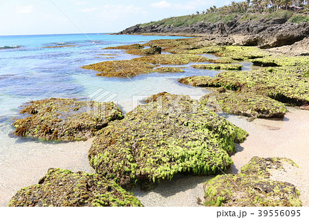 墾丁国家公園 白沙海水浴場 墾丁国家公園 白沙海水浴場 39556095