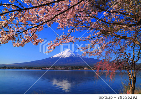 河口湖北岸からの桜と富士山　2018/04/08 39556292