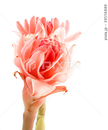 closeup pink torch ginger flower etlingera elatior closeup pink torch ginger flower etlingera elatior 39556889