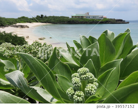 モンパの花（宮古島海中公園） 39557152
