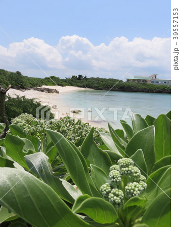 モンパの花（宮古島海中公園） 39557153