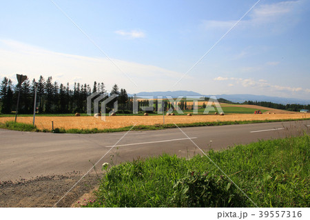北海道　牧草ロール 39557316