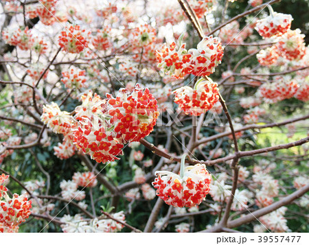 アカハナミツマタ 39557477