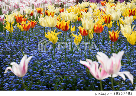 砺波チューリップ公園のチューリップ 39557492