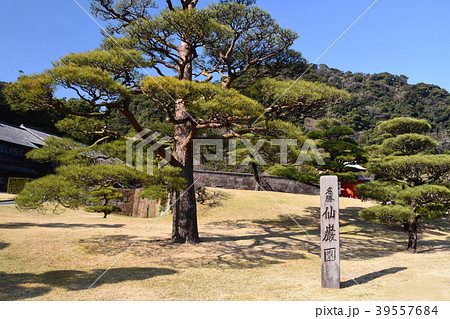 名勝・仙巌園の立派な松 39557684