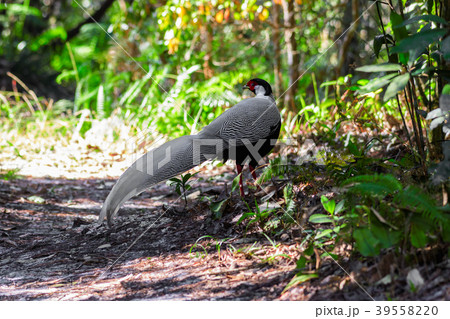 Silver pheasant or Lophura nycthemera (male.) Silver pheasant or Lophura nycthemera (male.) 39558220