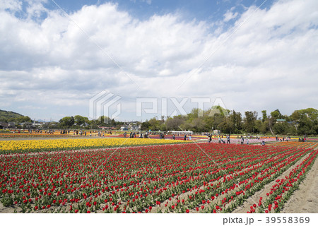 関東最大級のチューリップまつり（東京都羽村市） 39558369