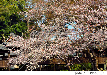 桜 千葉県市川市 桜 千葉県市川市 39558383