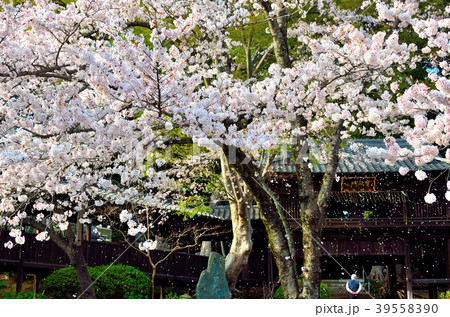 桜 千葉県市川市 桜 千葉県市川市 39558390