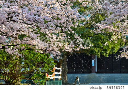 桜　千葉県市川市 39558395