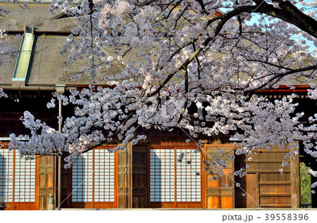 桜 千葉県市川市 桜 千葉県市川市 39558396