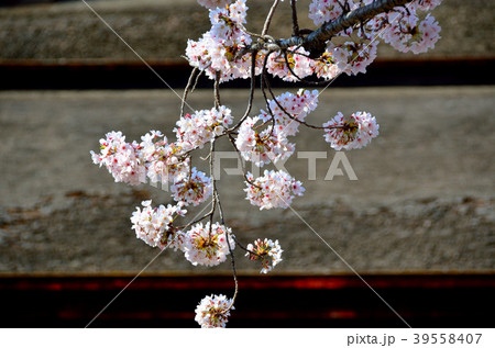 桜　千葉県市川市 39558407