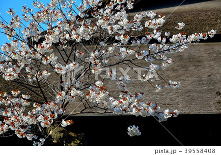 桜　千葉県市川市 39558408