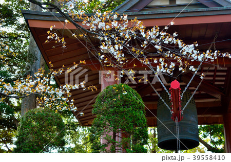 桜　千葉県市川市 39558410