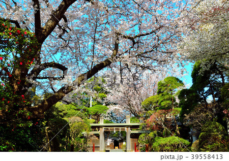 桜　千葉県市川市 39558413