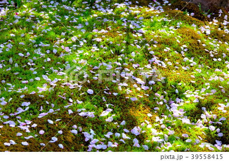 桜　千葉県市川市 39558415