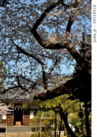 桜　千葉県市川市 39558418