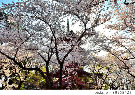 桜　千葉県市川市 39558422