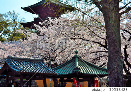 桜　千葉県市川市 39558423