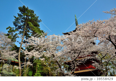 桜　千葉県市川市 39558429