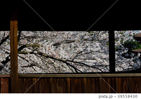 桜　千葉県市川市 39558430