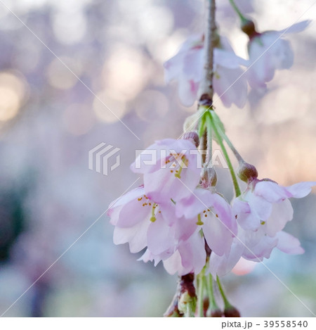 桜 39558540