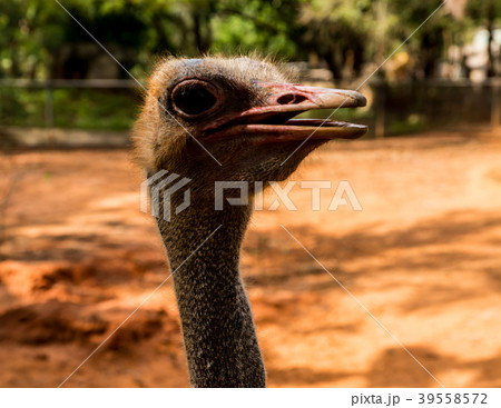 Ostrich bird head and neck. Ostrich bird head and neck. 39558572