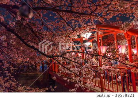 日本の春　目黒川の桜並木のライトアップ 39559821