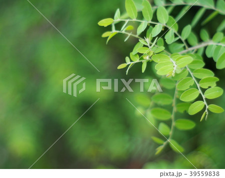 blur background from variety of green plant leaves 39559838