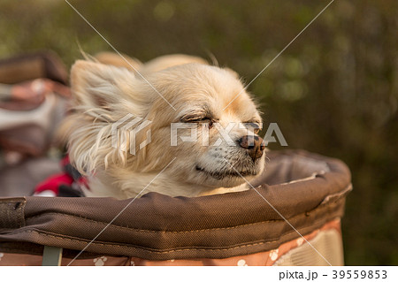 犬用カートに乗るチワワ 犬用カートに乗るチワワ 39559853