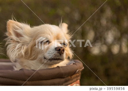 犬用カートに乗るチワワ 39559856