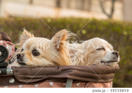 犬用カートに乗るチワワ 犬用カートに乗るチワワ 39559859