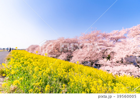 日本の春 熊谷桜堤の桜並木と菜の花 39560005