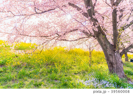 日本の春 熊谷桜堤の桜並木と菜の花 39560008
