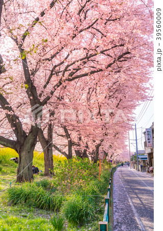 日本の春 熊谷桜堤の桜並木と菜の花 39560009