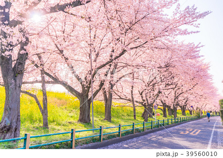 日本の春 熊谷桜堤の桜並木と菜の花 39560010