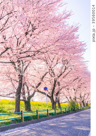 日本の春 熊谷桜堤の桜並木と菜の花 39560014