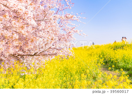 日本の春 熊谷桜堤の桜並木と菜の花 39560017