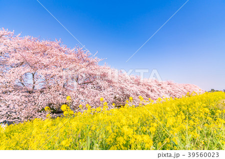 日本の春 熊谷桜堤の桜並木と菜の花 日本の春 熊谷桜堤の桜並木と菜の花 39560023