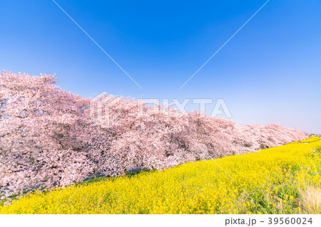 日本の春 熊谷桜堤の桜並木と菜の花 39560024